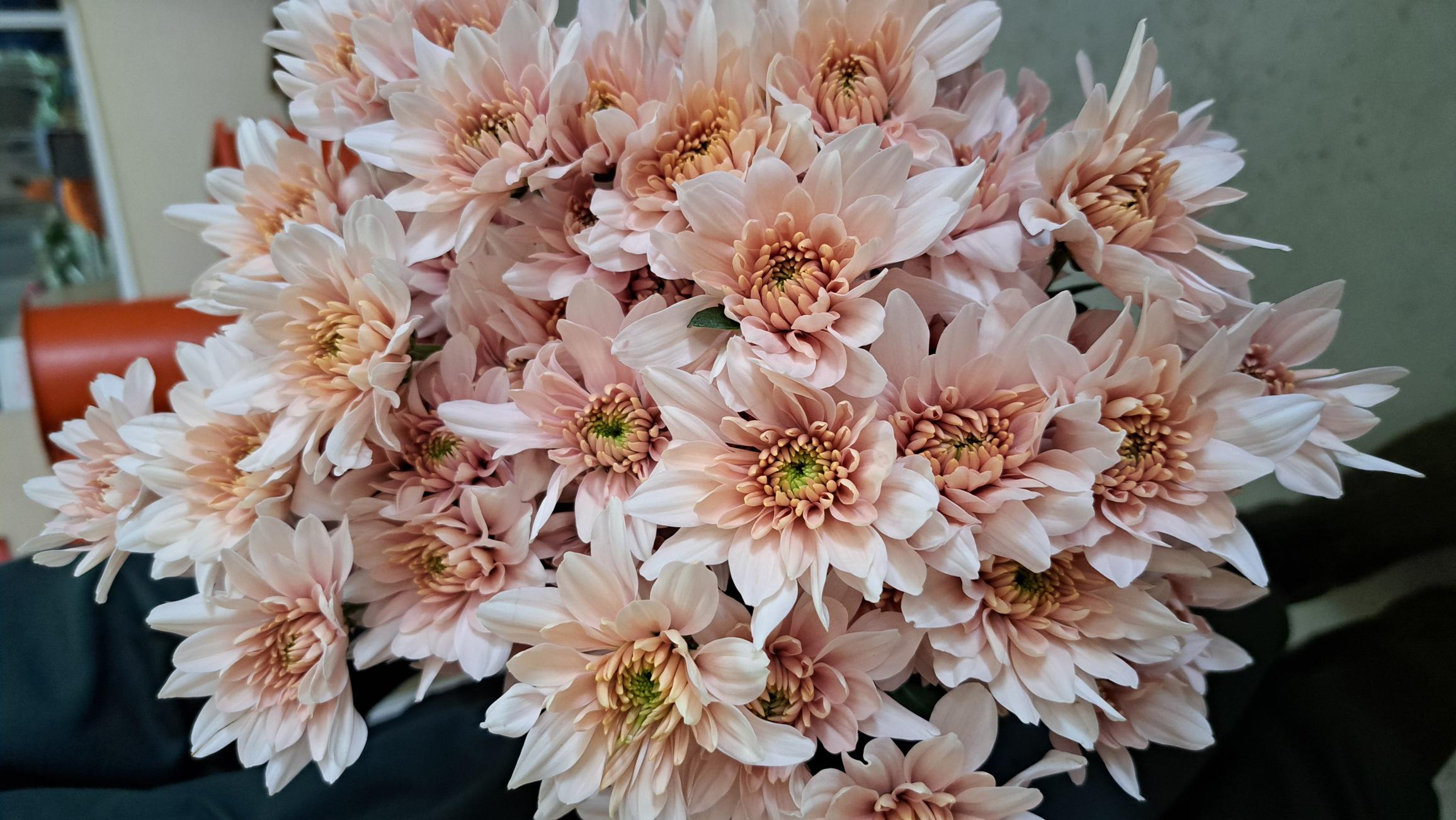 Chrysanthemum spray pastella pink