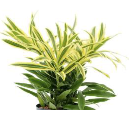 Blad Dracaena song of sri lanka