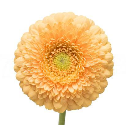 Gerbera barcelona