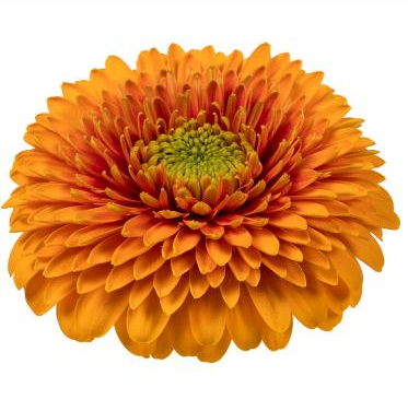 Gerbera cairo