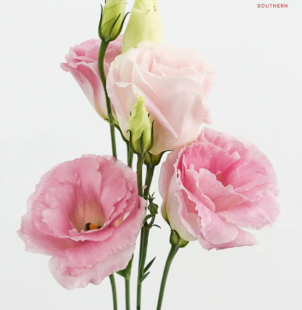 Eustoma wavy sunny pink