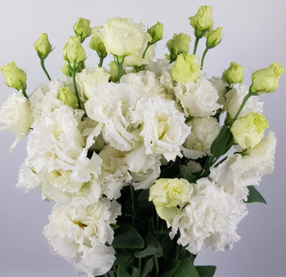 Eustoma wavy white