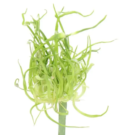Allium fido dido