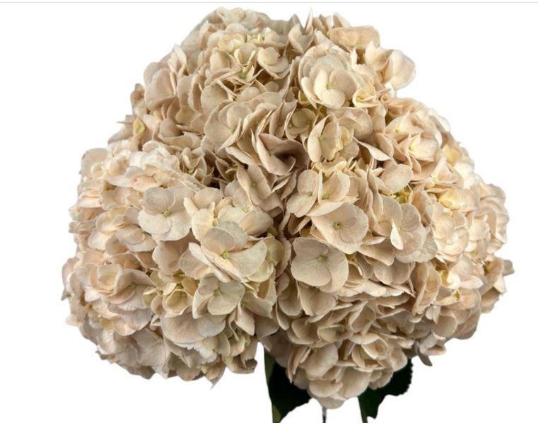 Hydrangea premium quicksand