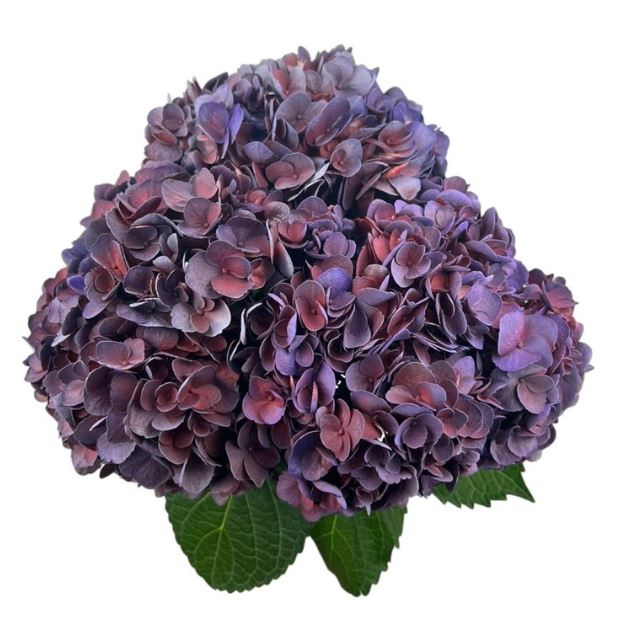 Hydrangea premium aubergine