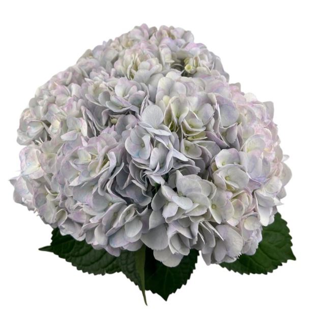 Hydrangea premium easter lavender