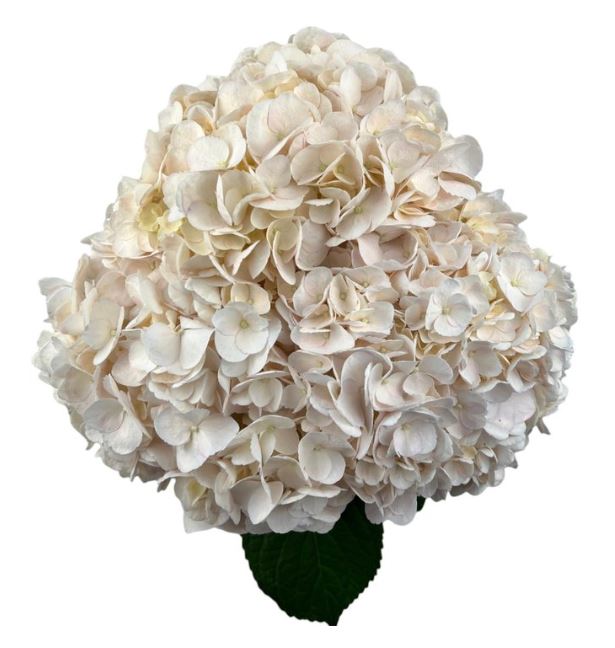 Hydrangea premium peach rose