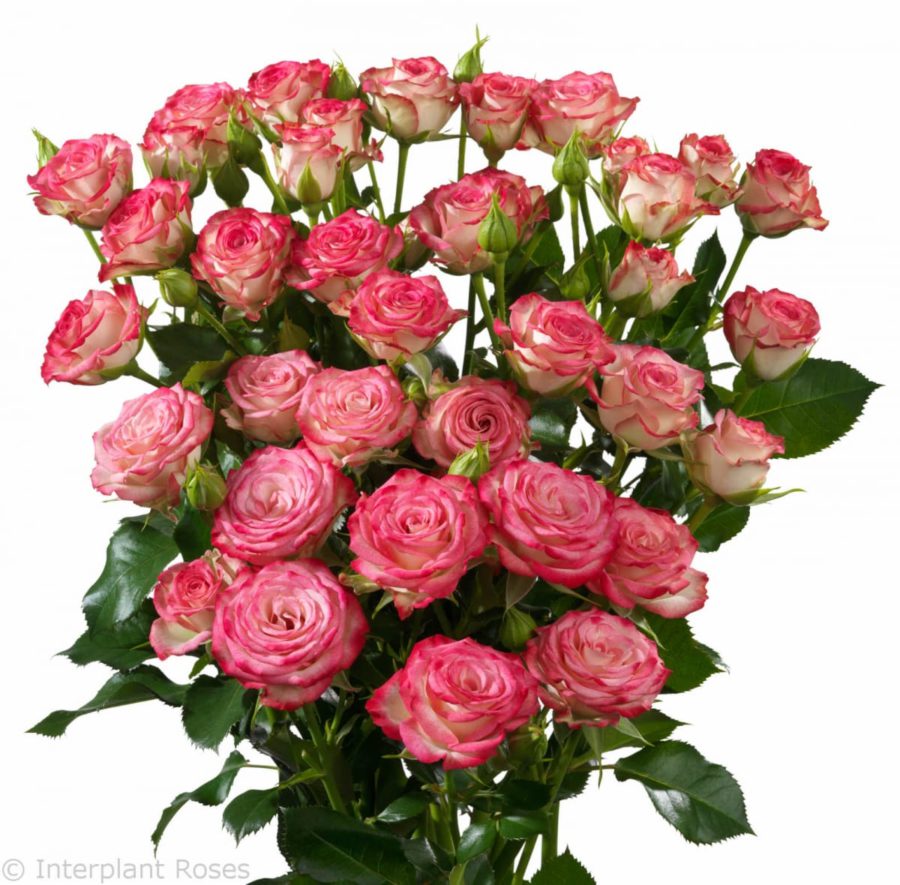 Rose sprаy halley