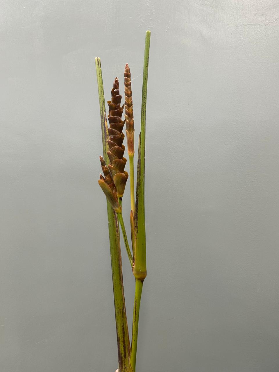 Calathea brown
