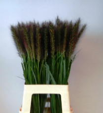 Pennisetum red