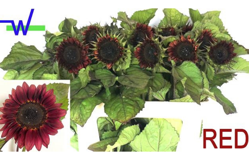 Helianthus red