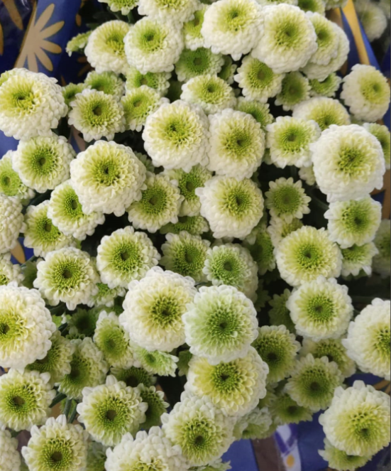 Chrysanthemum santini candy crush