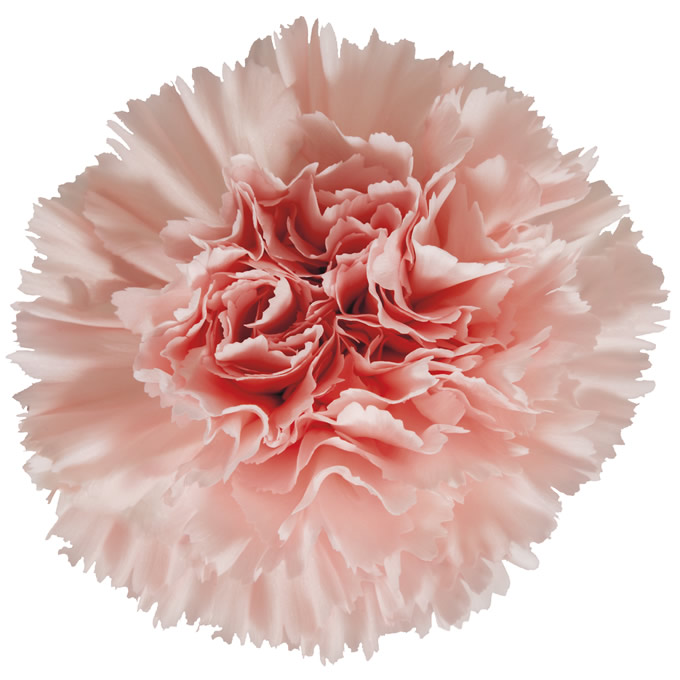 Carnation judie