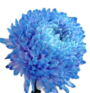 Chrysanthemum single tinted blue