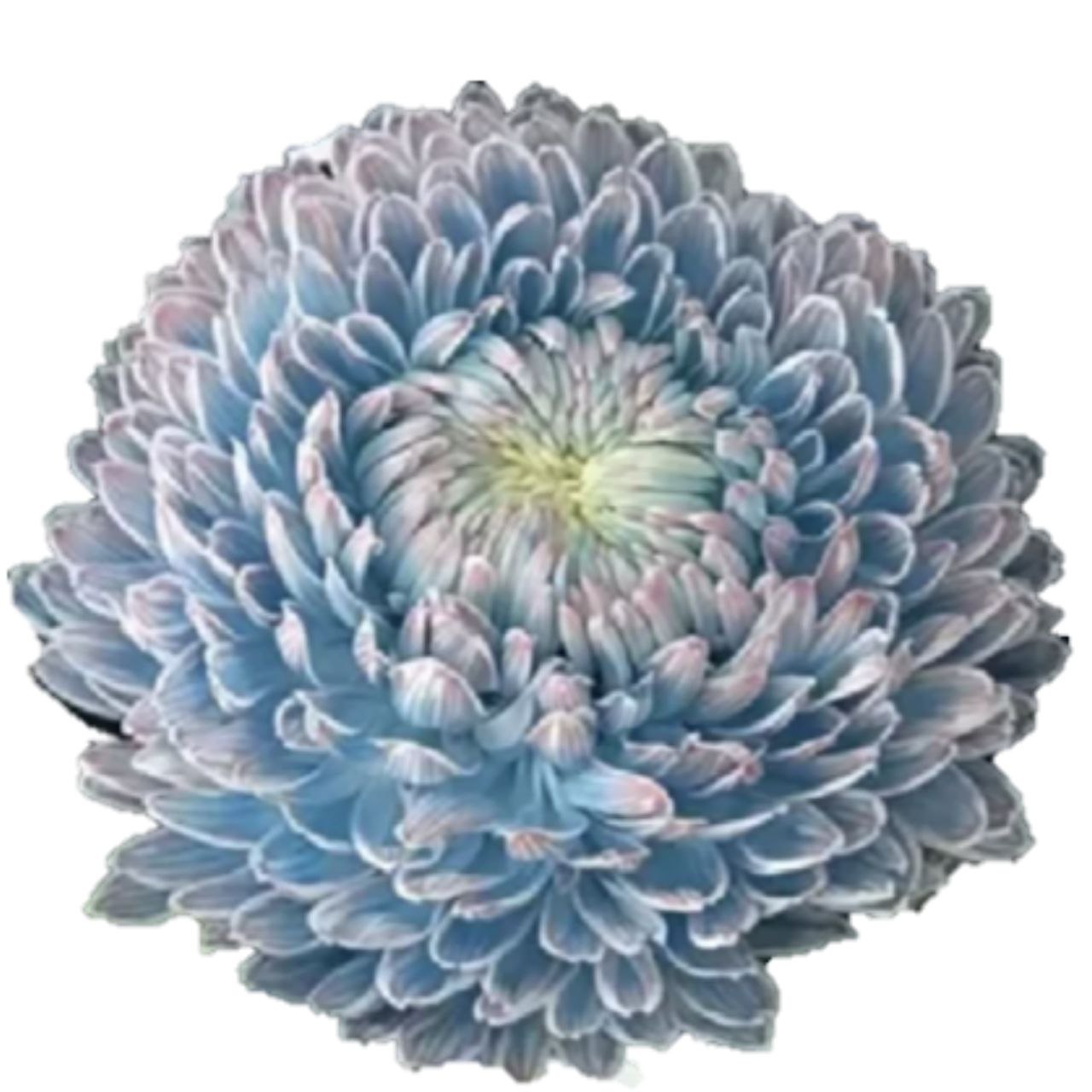 Chrysanthemum single tinted dark blue