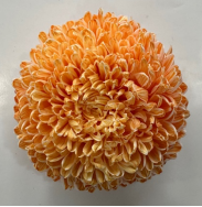 Chrysanthemum single tinted orange