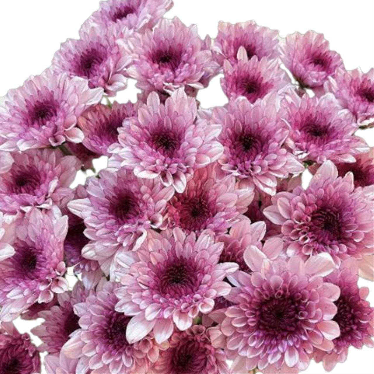 Chrysanthemum santini bruno pink