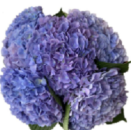 Hydrangea blue purple