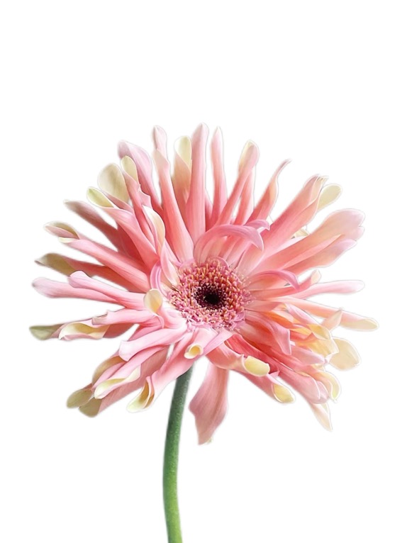 Gerbera omelettes denmark