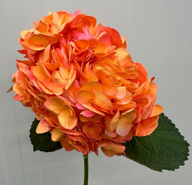 Hydrangea premium tropical tangarine