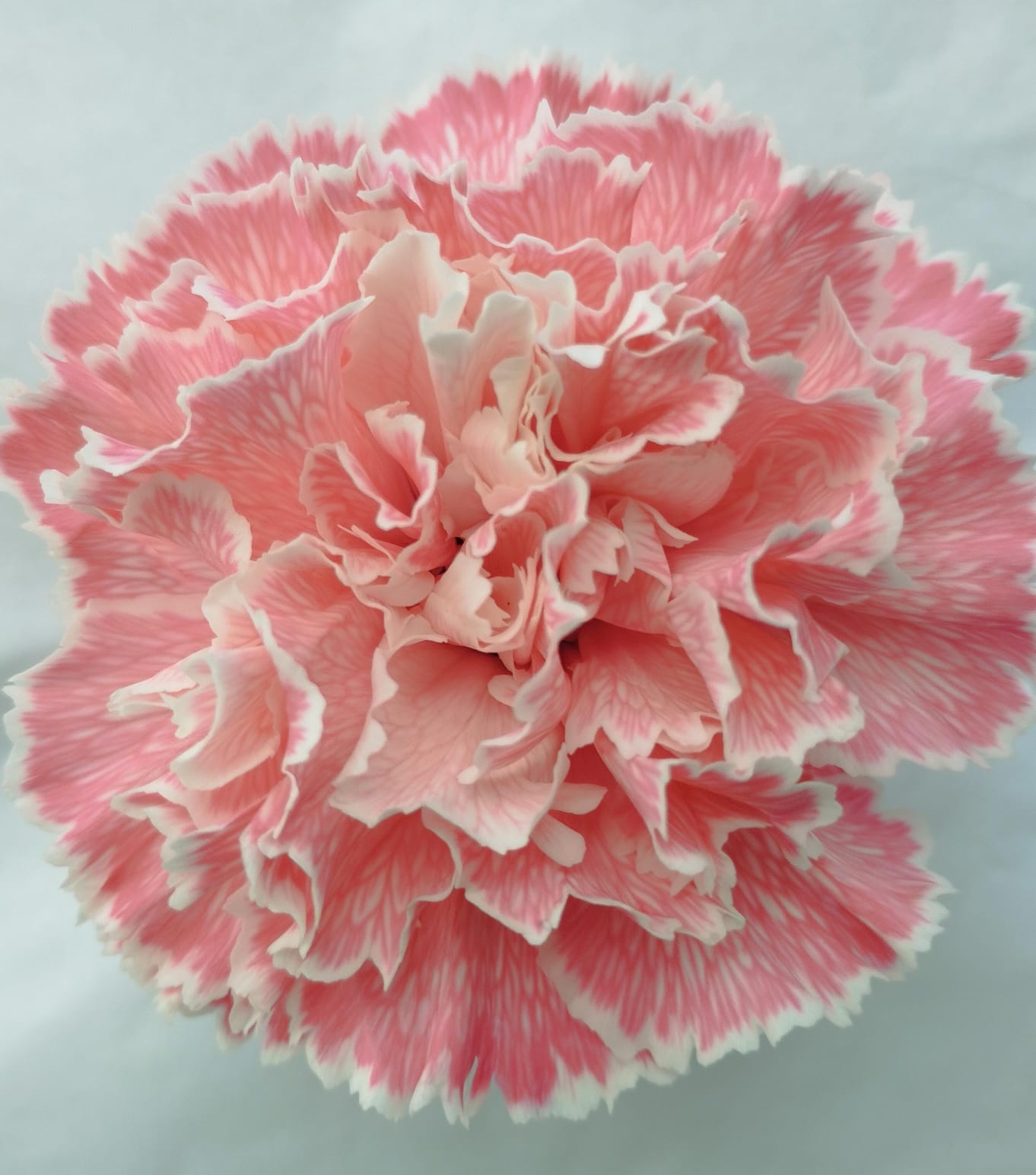 Carnation tinted light pink bunny