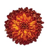 Chrysanthemum single chesnut