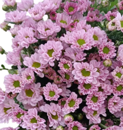 Chrysanthemum santini rosie pink