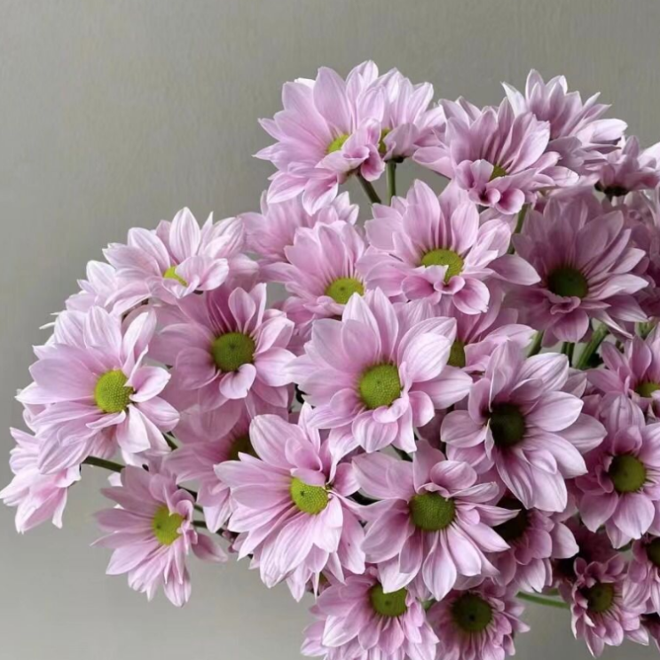 Chrysanthemum santini pink salmon