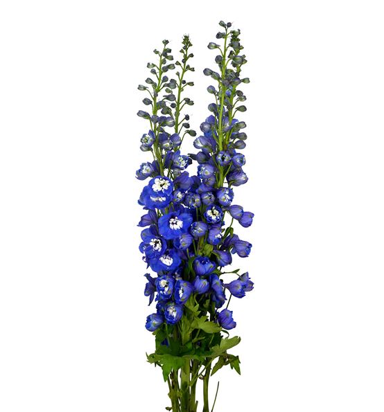 Delphinium aurora