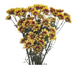 Chrysanthemum spray daisy kadanz