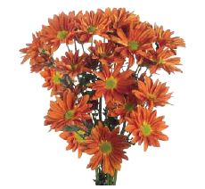 Chrysanthemum spray daisy papaya