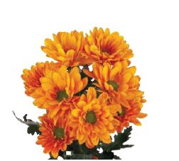 Chrysanthemum spray daisy vitamin c