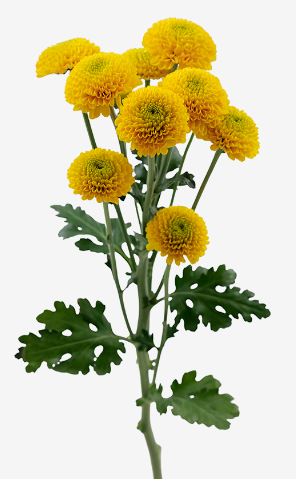 Chrysanthemum spray bumble blee