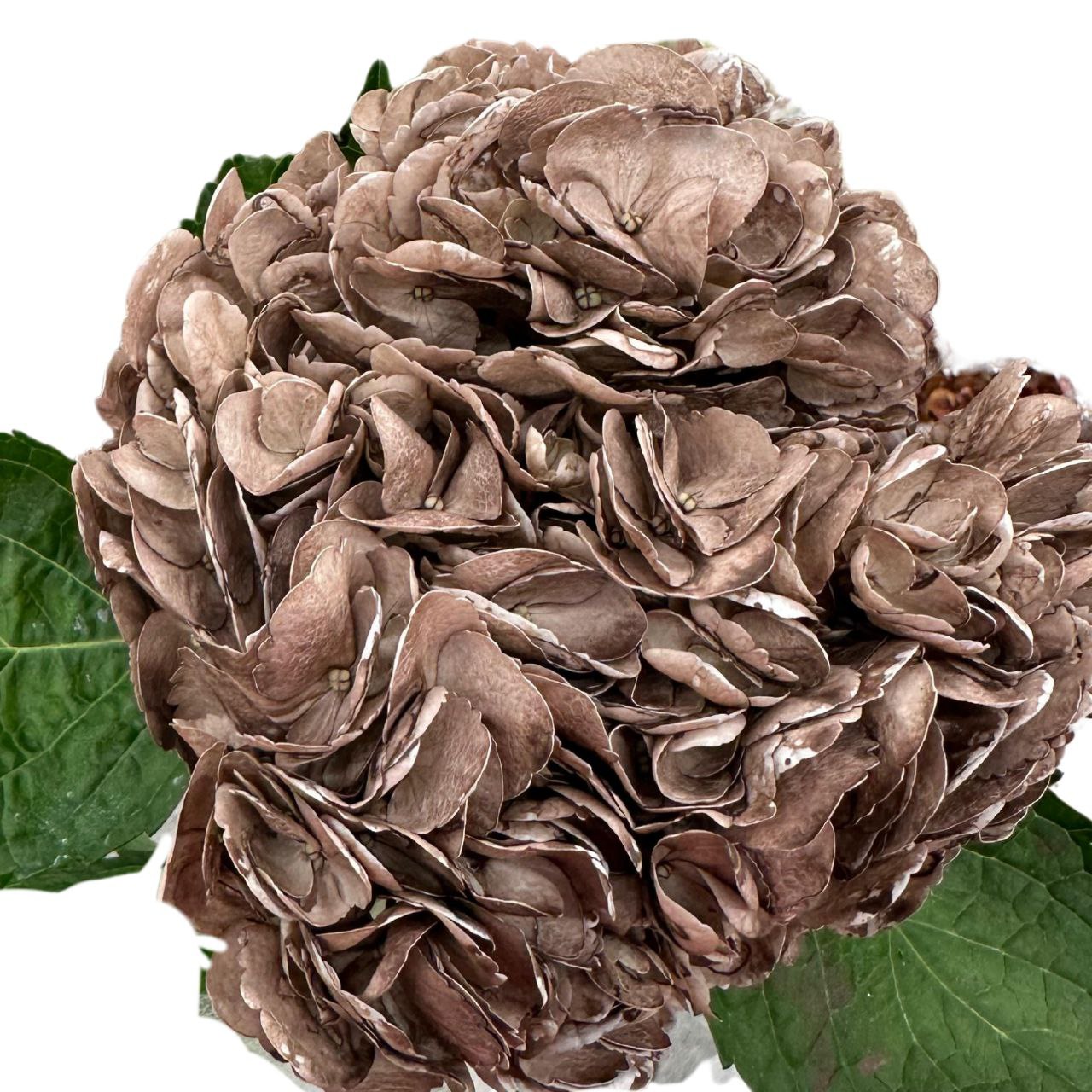 Hydrangea premium soft brown