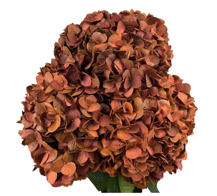 Hydrangea premium sunset flame