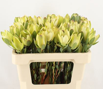 Leucadendron lady mollie