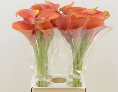 Zantedeschia orange pride