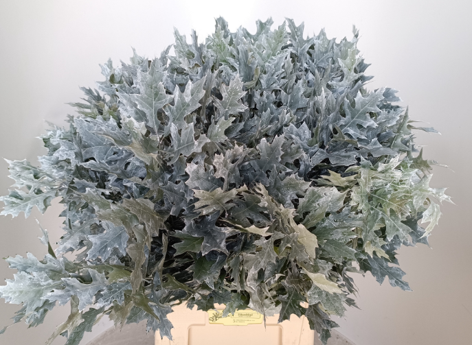 Blad Quercus rubra dyed silver