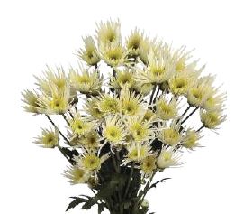 Chrysanthemum spray annecy