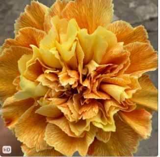 Carnation tinted sienna