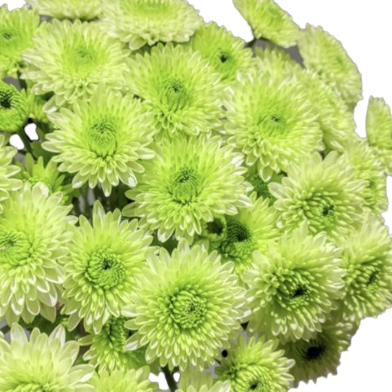 Chrysanthemum santini green cocoa