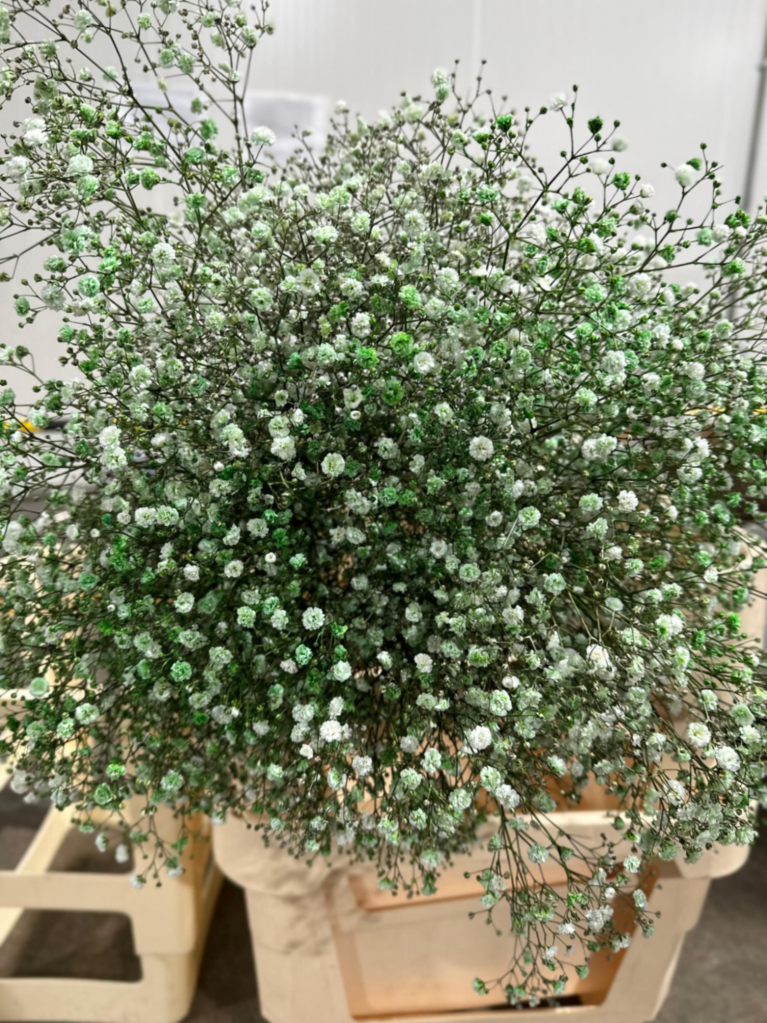 Gypsophila tinted green