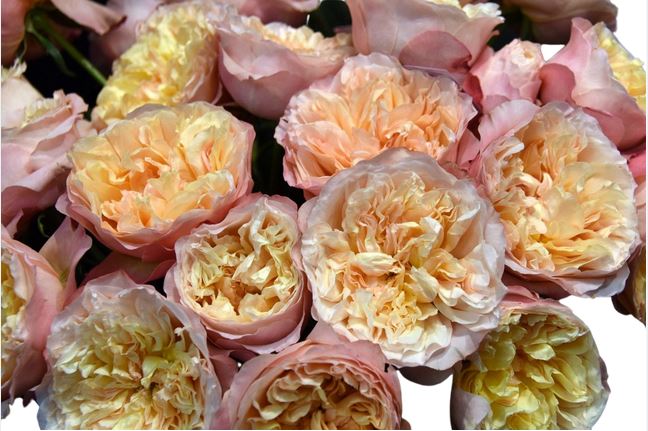 Rose david austin edith