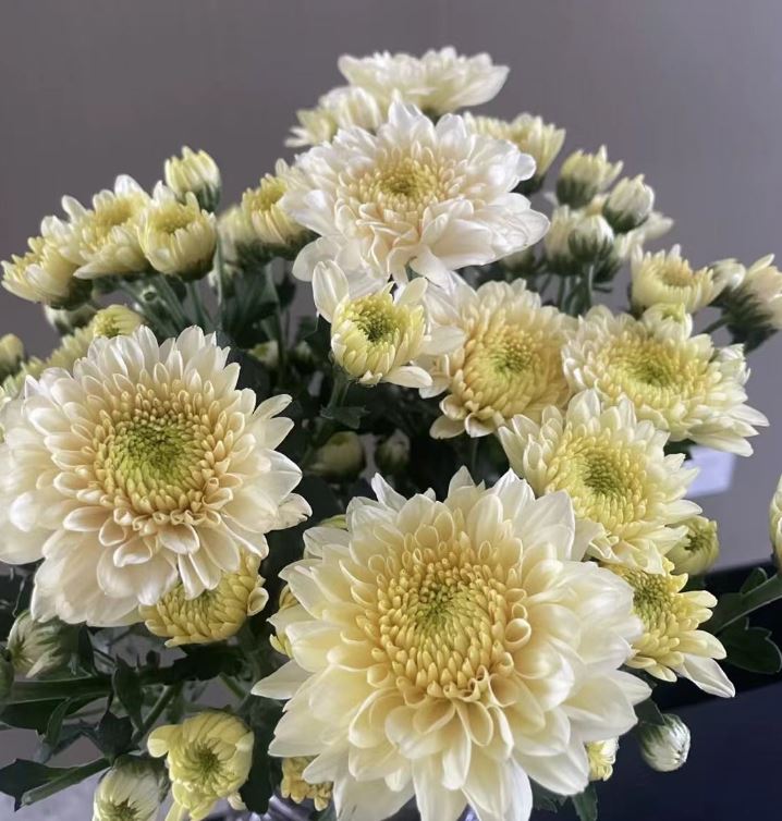 Chrysanthemum spray vanilla salad