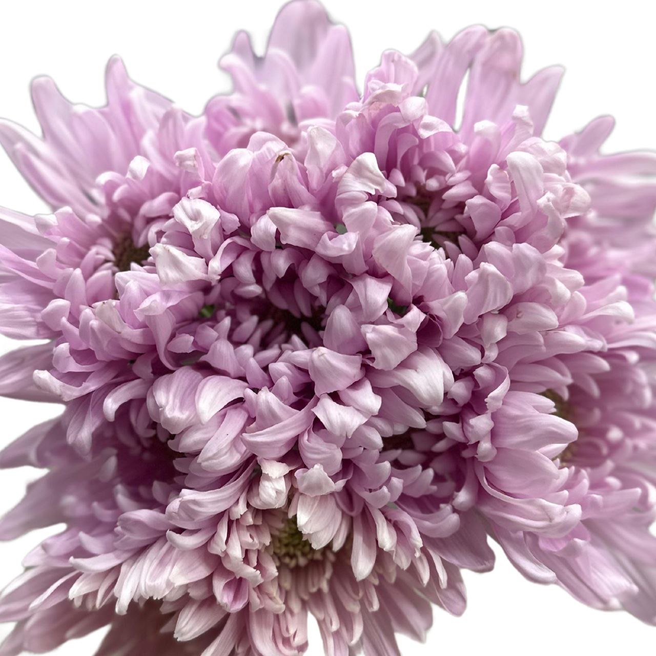 Chrysanthemum single primavera