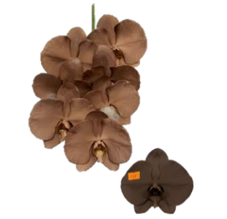 Phalaenopsis spray mahogany