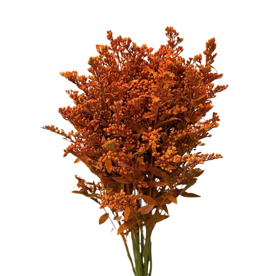 Solidago orange