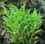 Solidago light green