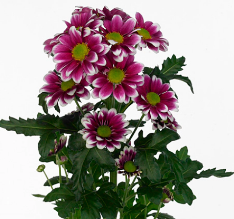 Chrysanthemum santini accompany