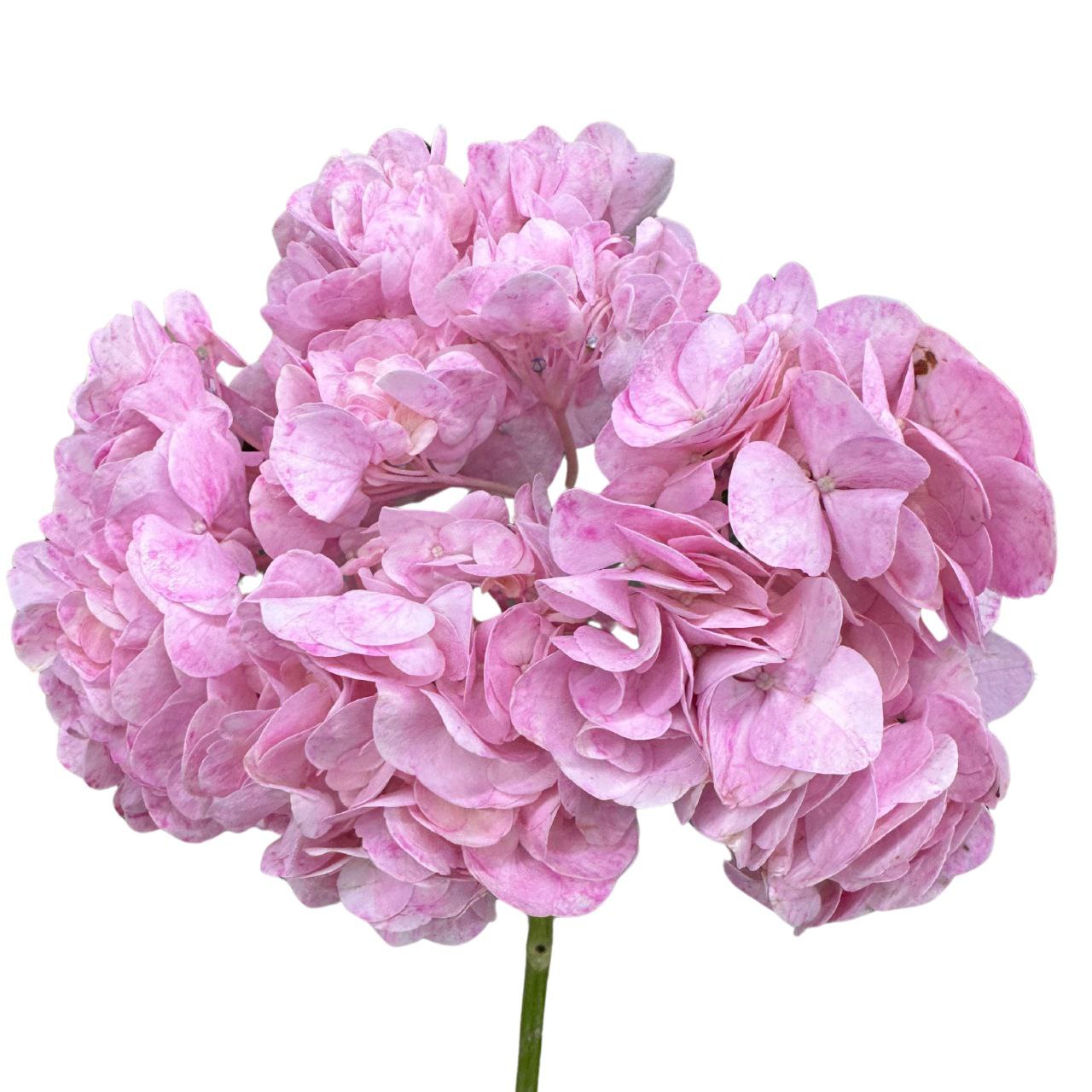 Hydrangea premium tinted pink